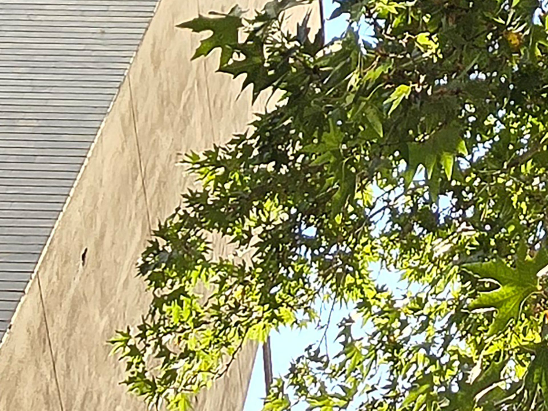 Close-up of tree and building