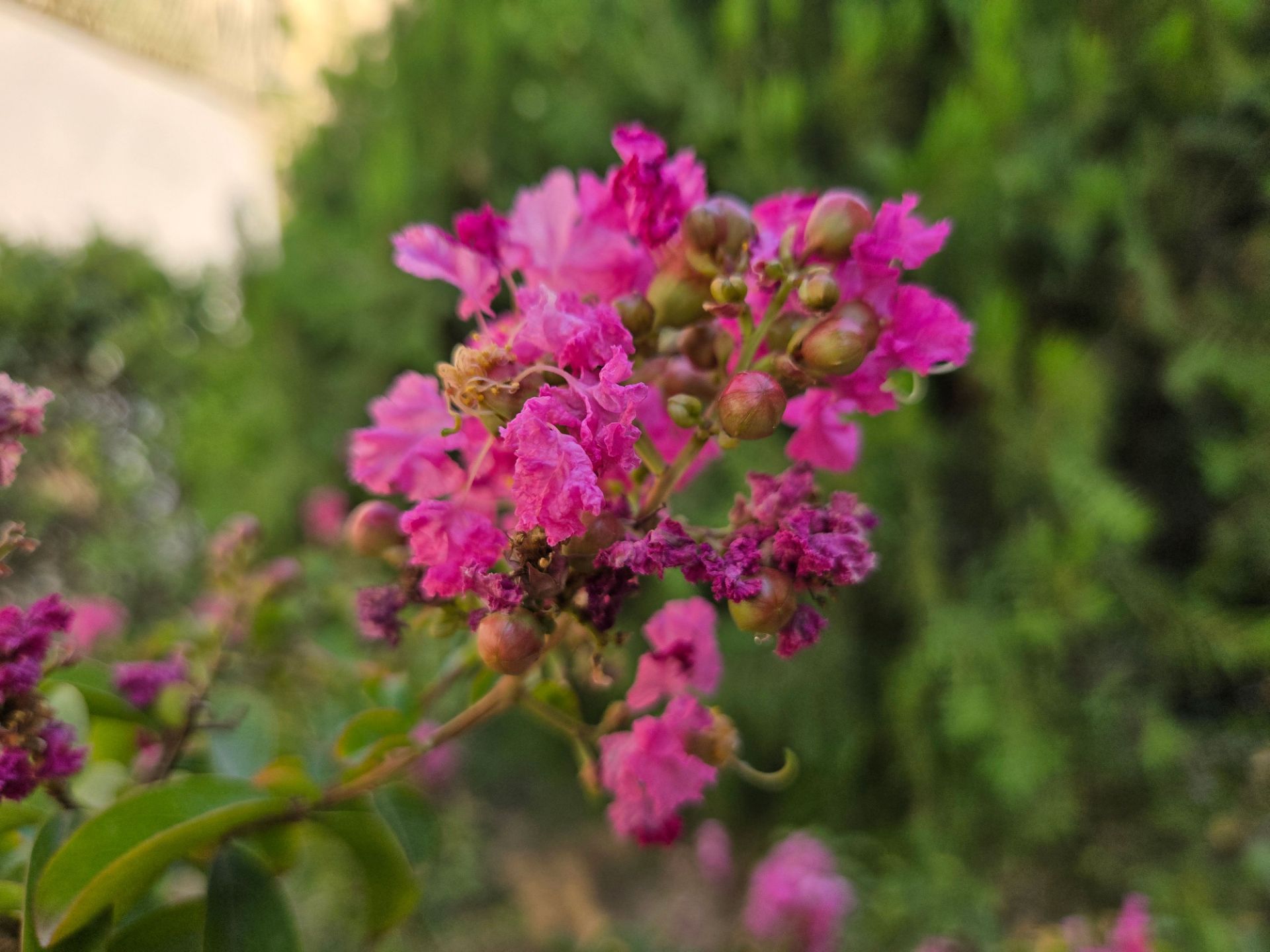 faded pink flower