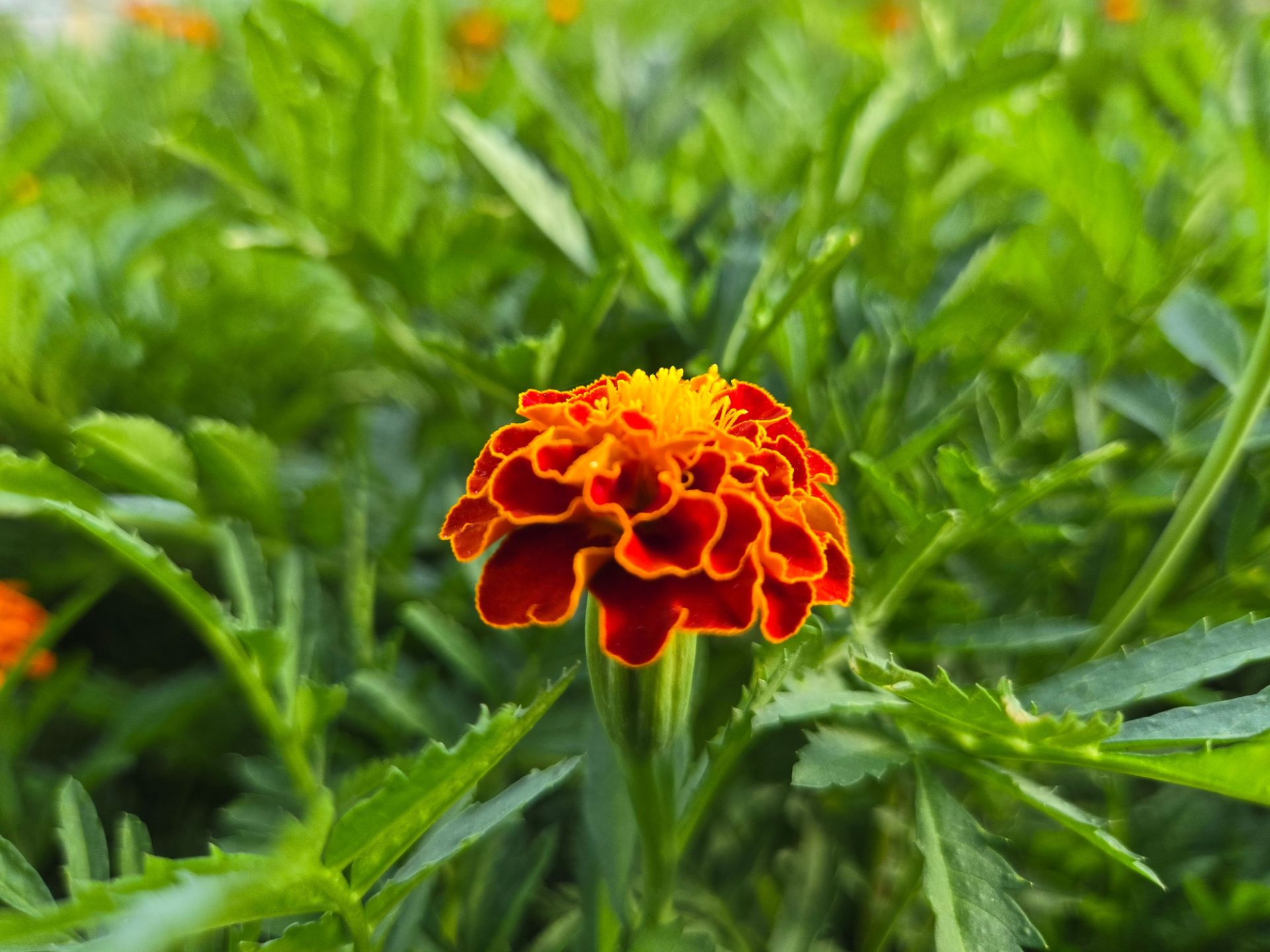 Yellow orange flower