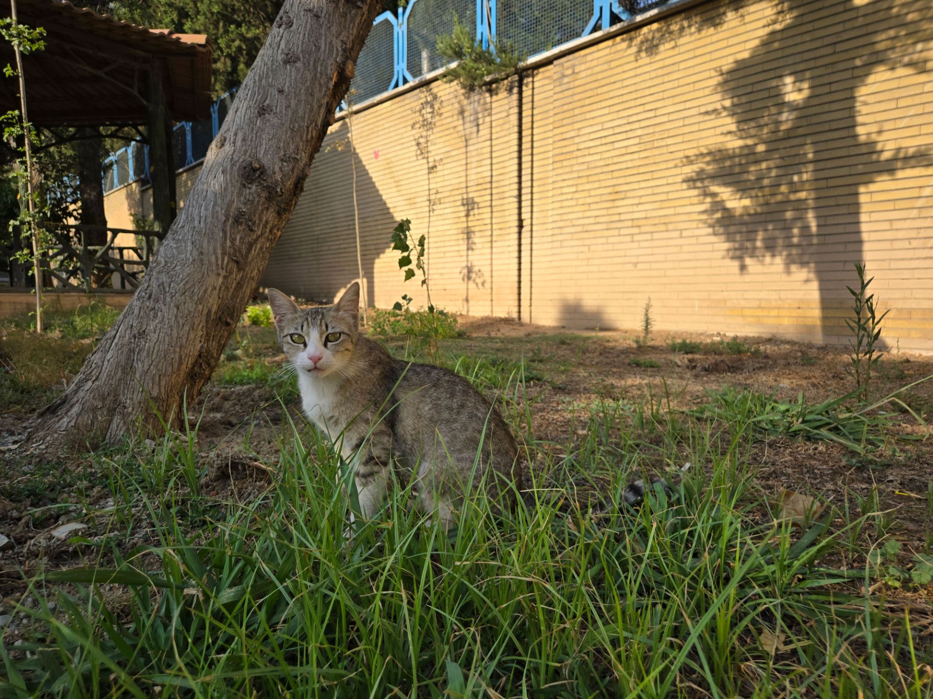 Gray cat in the grass