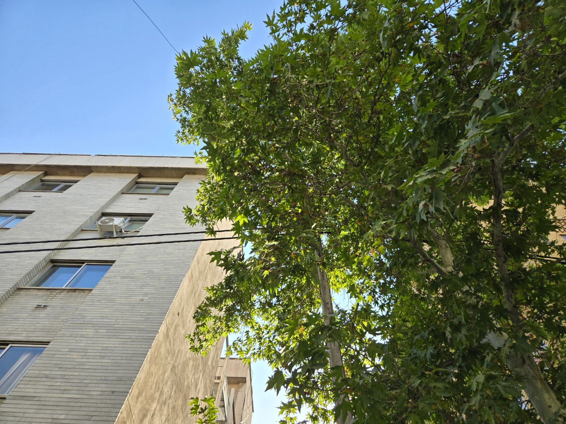 Tree and building and blue sky