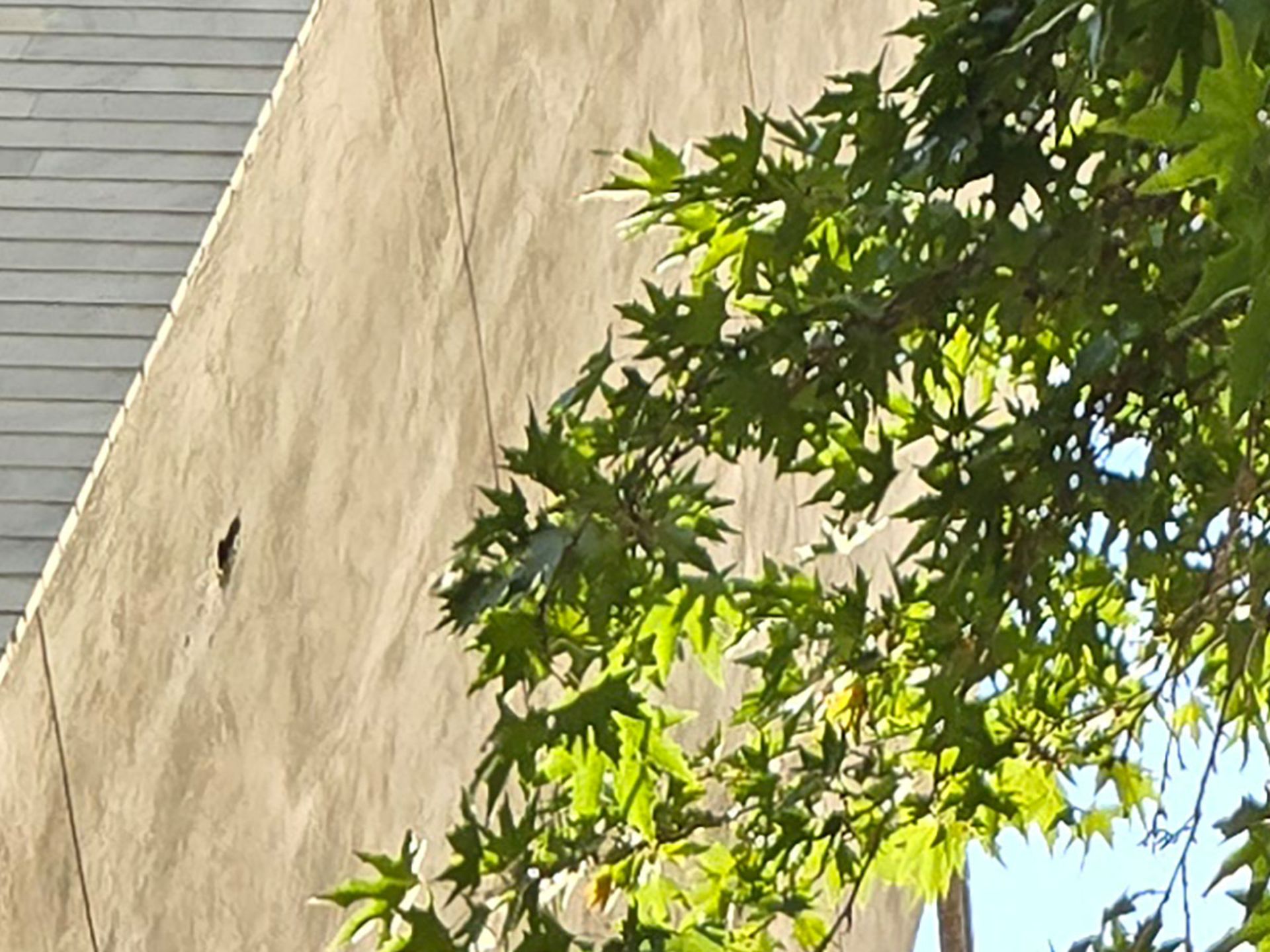 Tree and building in sunset light