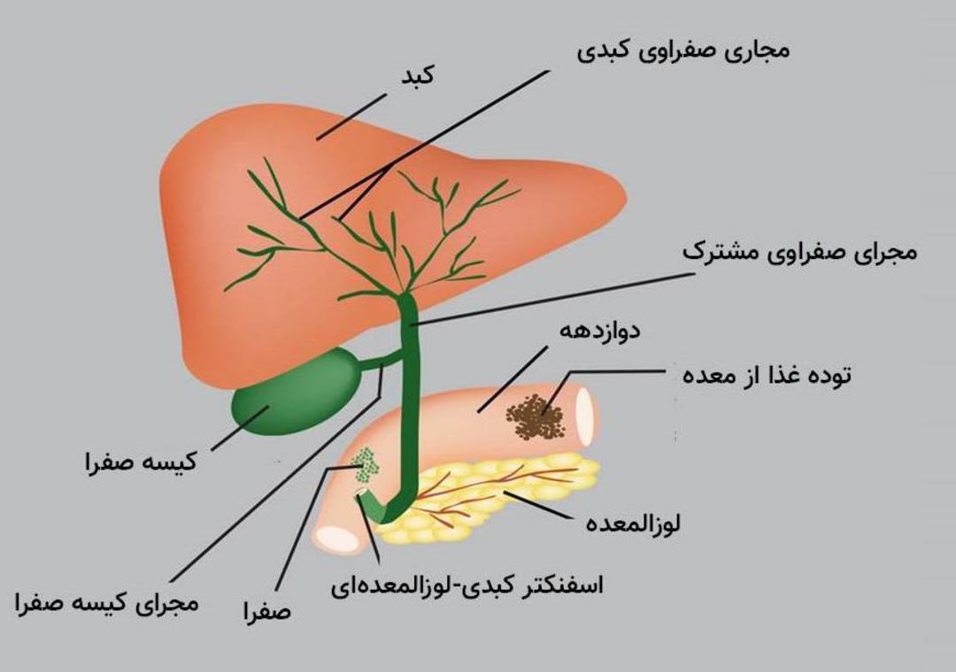 کبد و کیسه صفرا