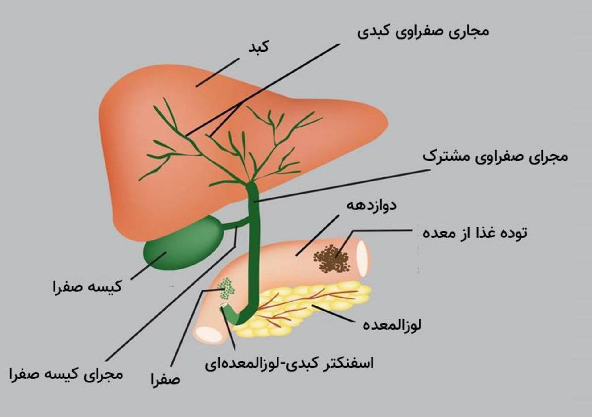 کیسه صفرا ؛ آشنایی با انواع بیماری و مشکلات آن