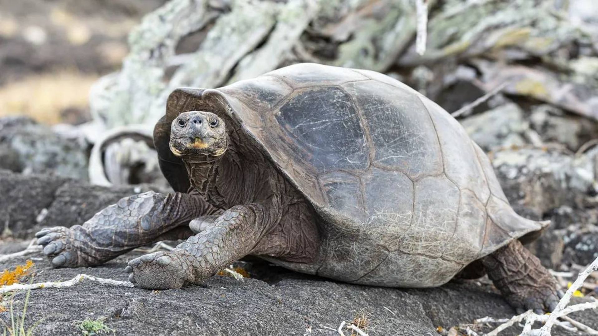 لاک‌پشت غول‌پیکر گالاپاگوس