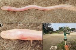 گونه جدید ماهی Gangaichthys indonepalicus