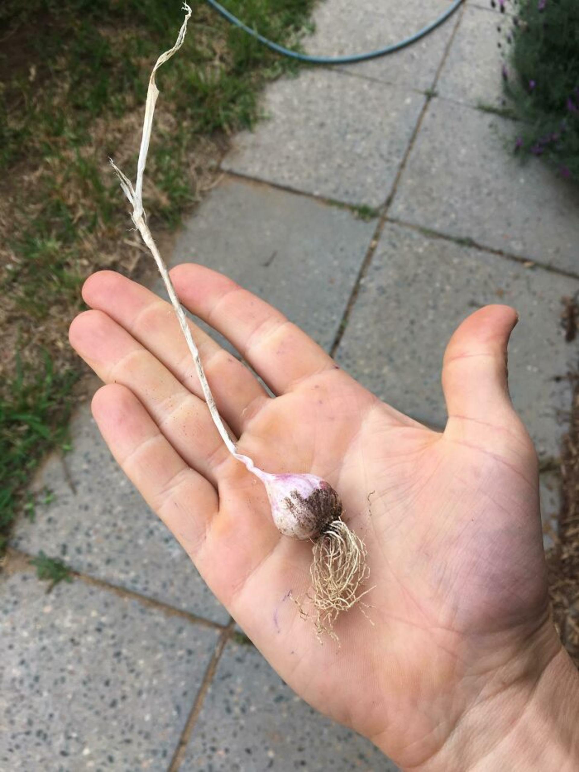 بوته سیر کوچک کف دست