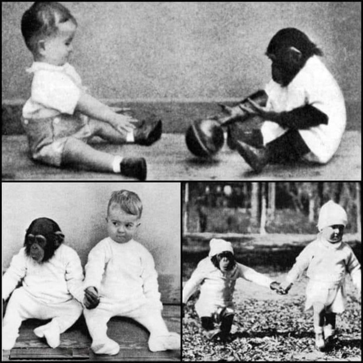 آزمایش کودک انسان و شامپانزه