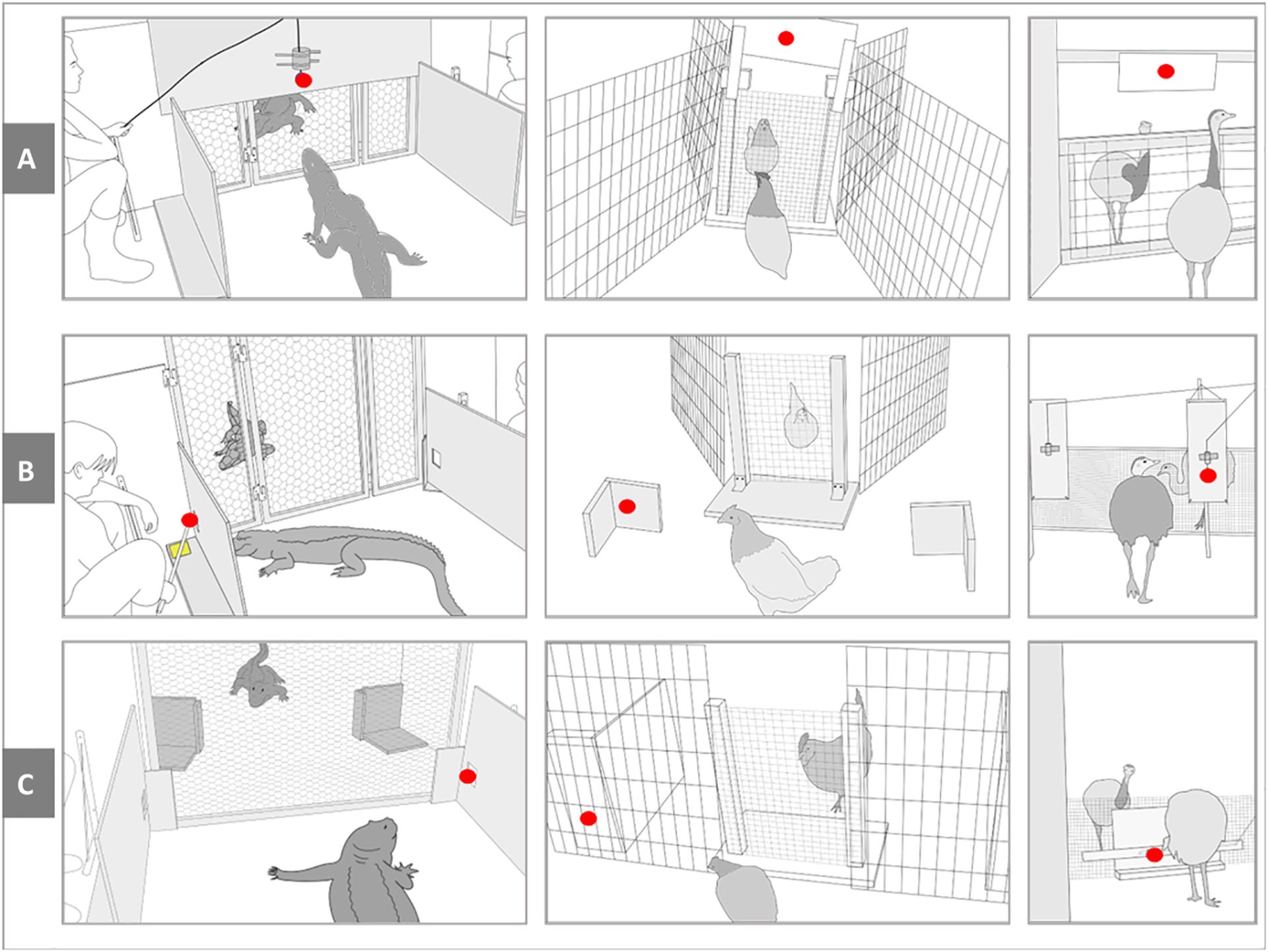نمودار آزمایش ها: (از چپ به راست) تمساح، پرندگان کوچک و پرندگان بزرگ. A: خیره شدن به بالا، B: خیره شدن به پهلو و C: اشکال هندسی. نقاط قرمز نشان‌دهنده محرک‌هایی است که برای جلب توجه گونه‌های نمایشگر استفاده می‌شود.