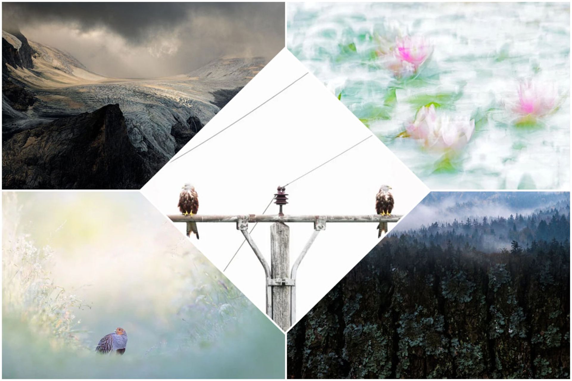 برندگان مسابقه‌ی عکاسی طبیعت آلمان ۲۰۲۳