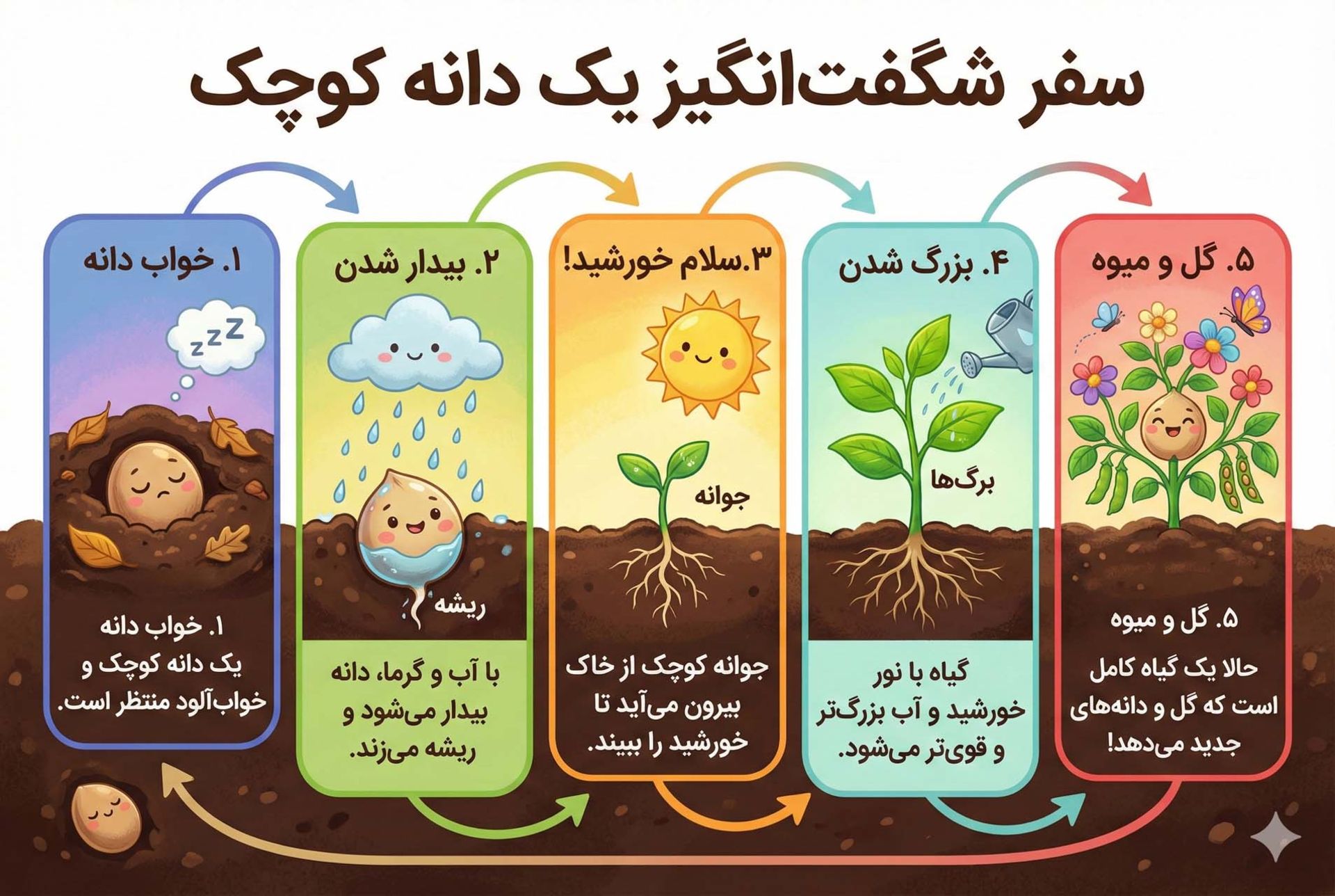 اینفوگرافیک درباره‌ی مراحل رشد گیاه به فارسی