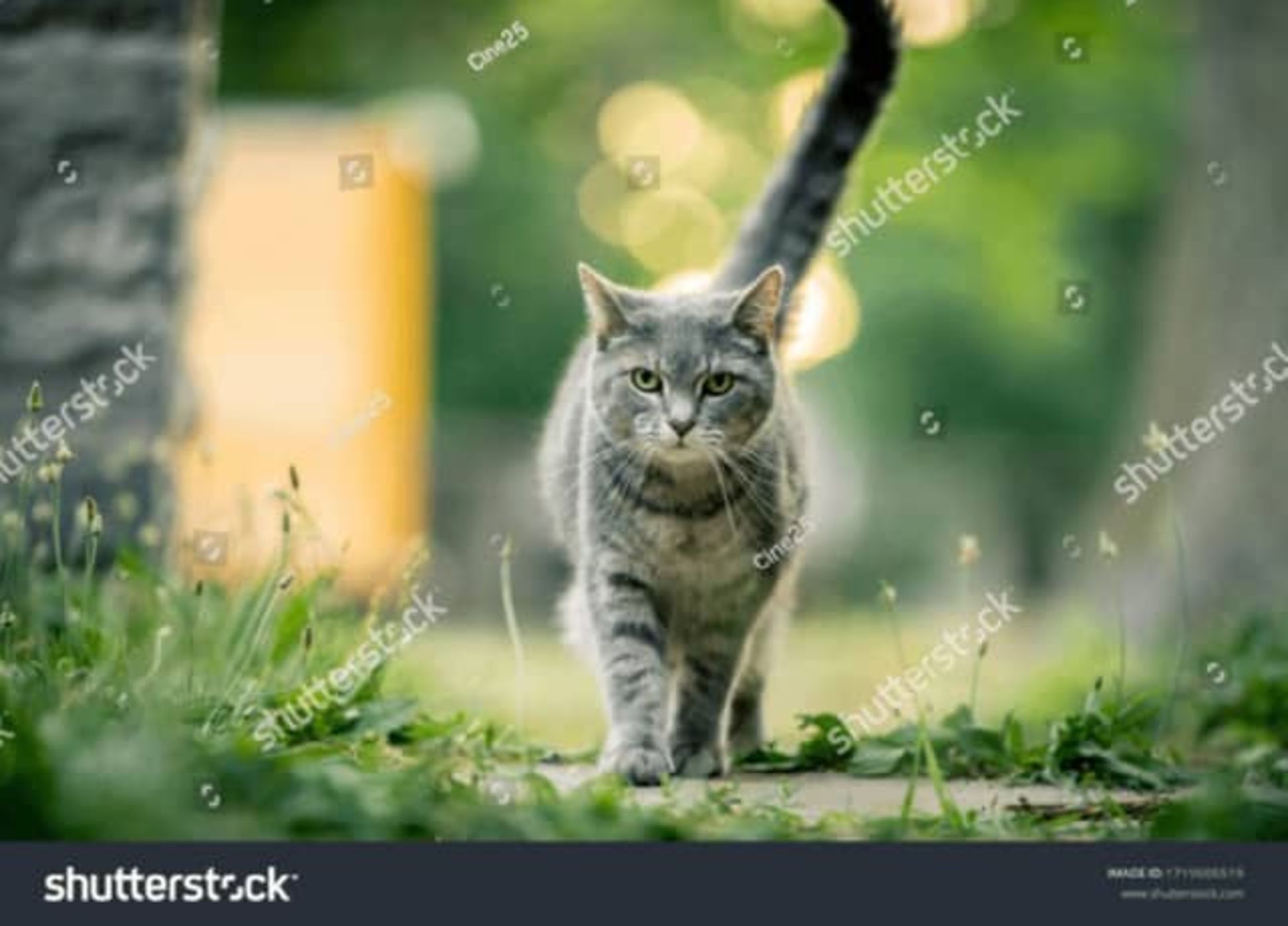 یک گربه از نمای رو‌به‌رو - با واترمارک