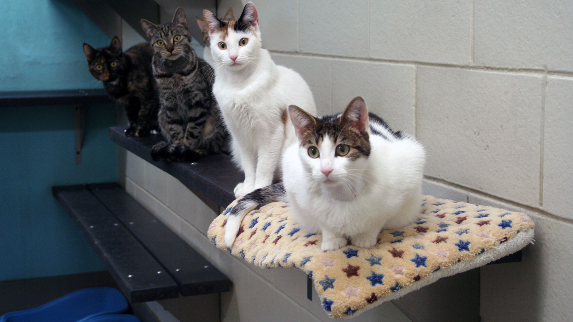 چهار گربه‌ای که برای پیشگیری از بارداری، تحت ژن درمانی قرار گرفتند.