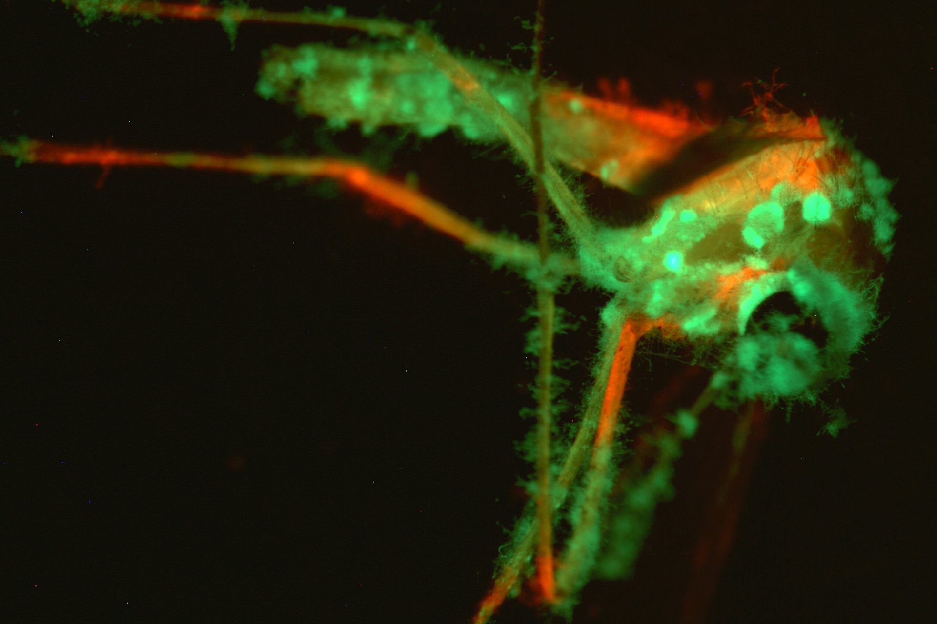 قارچ مهندسی‌شده با بوی فریبنده، پشه‌ها را به کام مرگ می‌کشاند