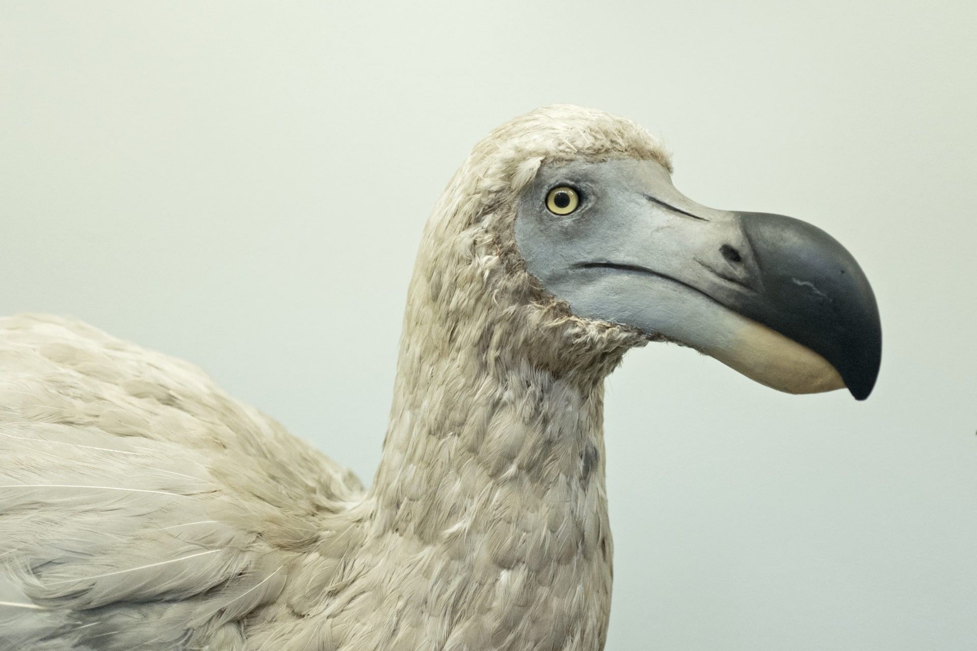 Two extinct birds on a white background