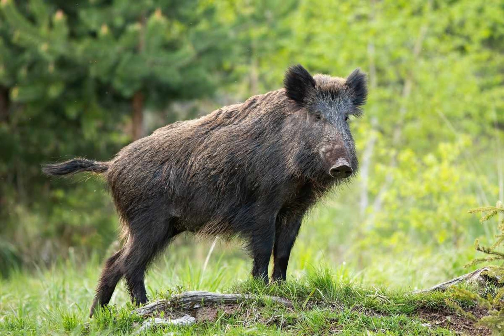 گراز وحشی در آلمان