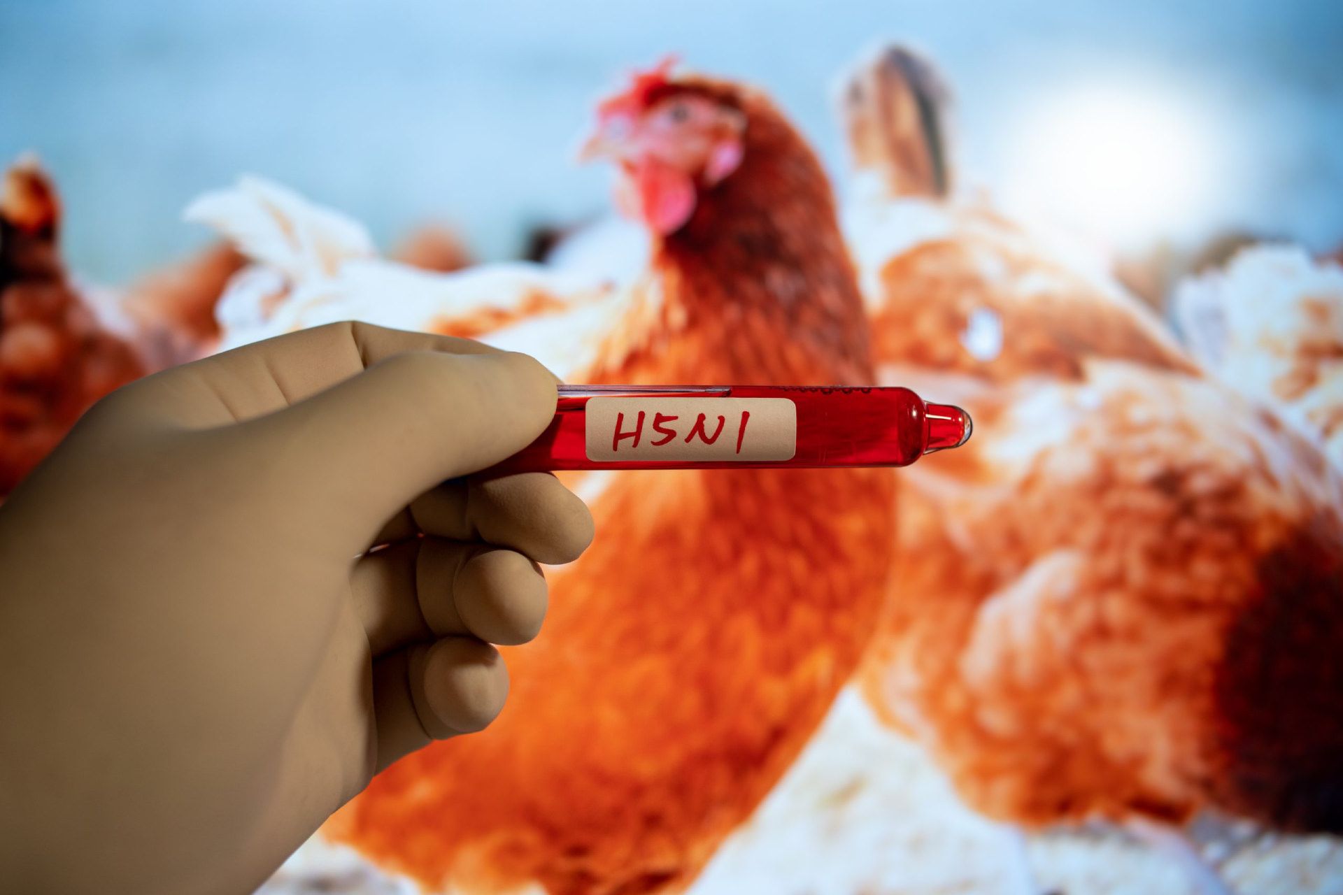 ویروس H5N1 آنفلوانزای پرندگان در مقابل چند مرغ در آزمایشگاه