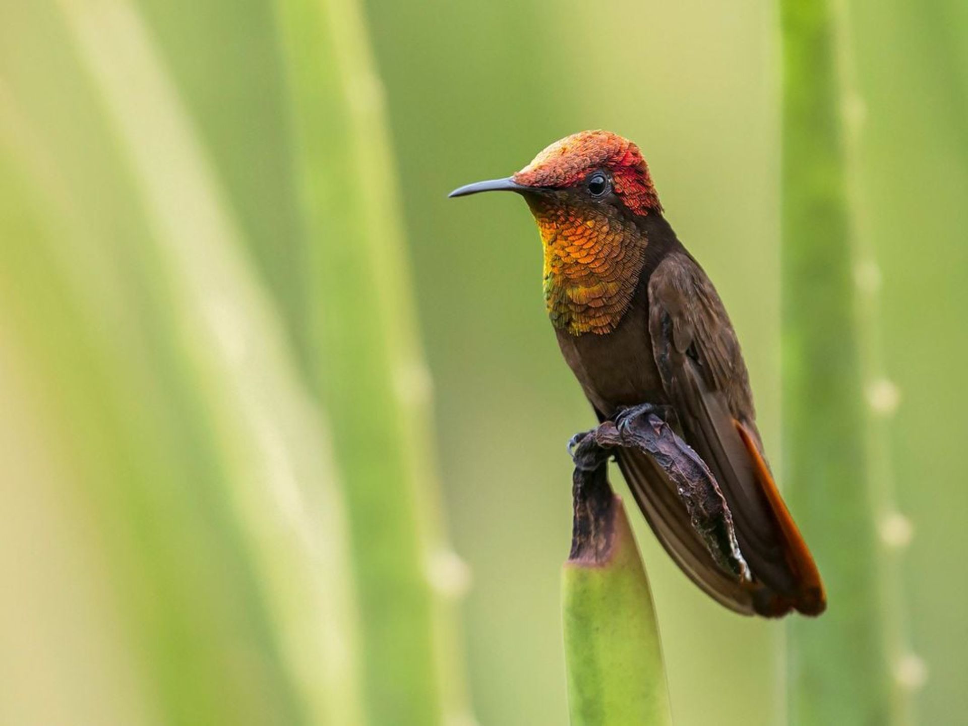 Ruby hummingbird sitting on green plants