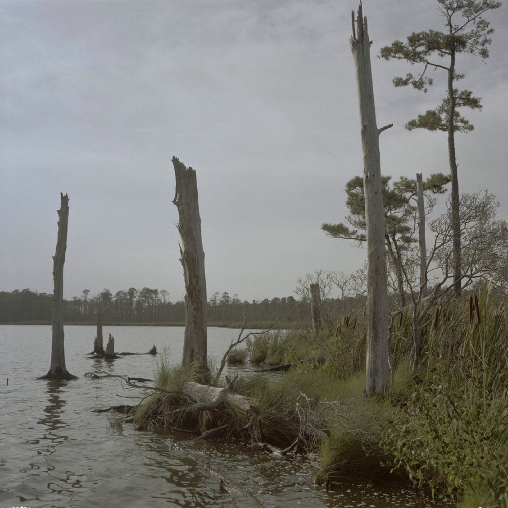 باتلاق‌های تازه در جنگل اشباح در خلیج چساپیک مریلند
