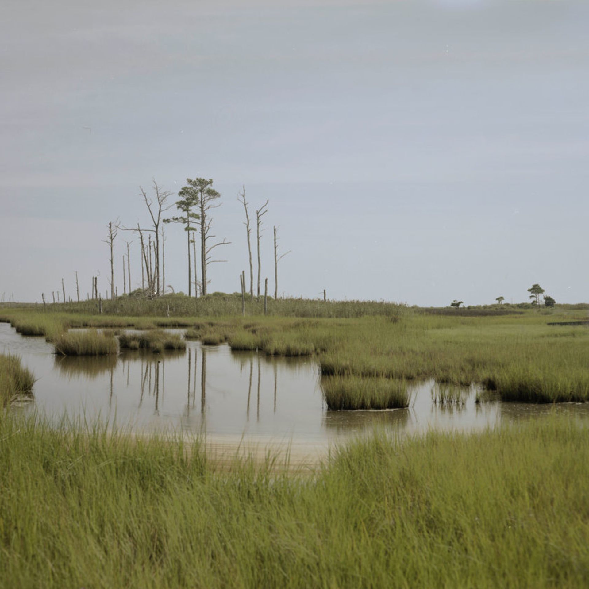 باتلاق‌های تازه در خلیج چساپیک مریلند