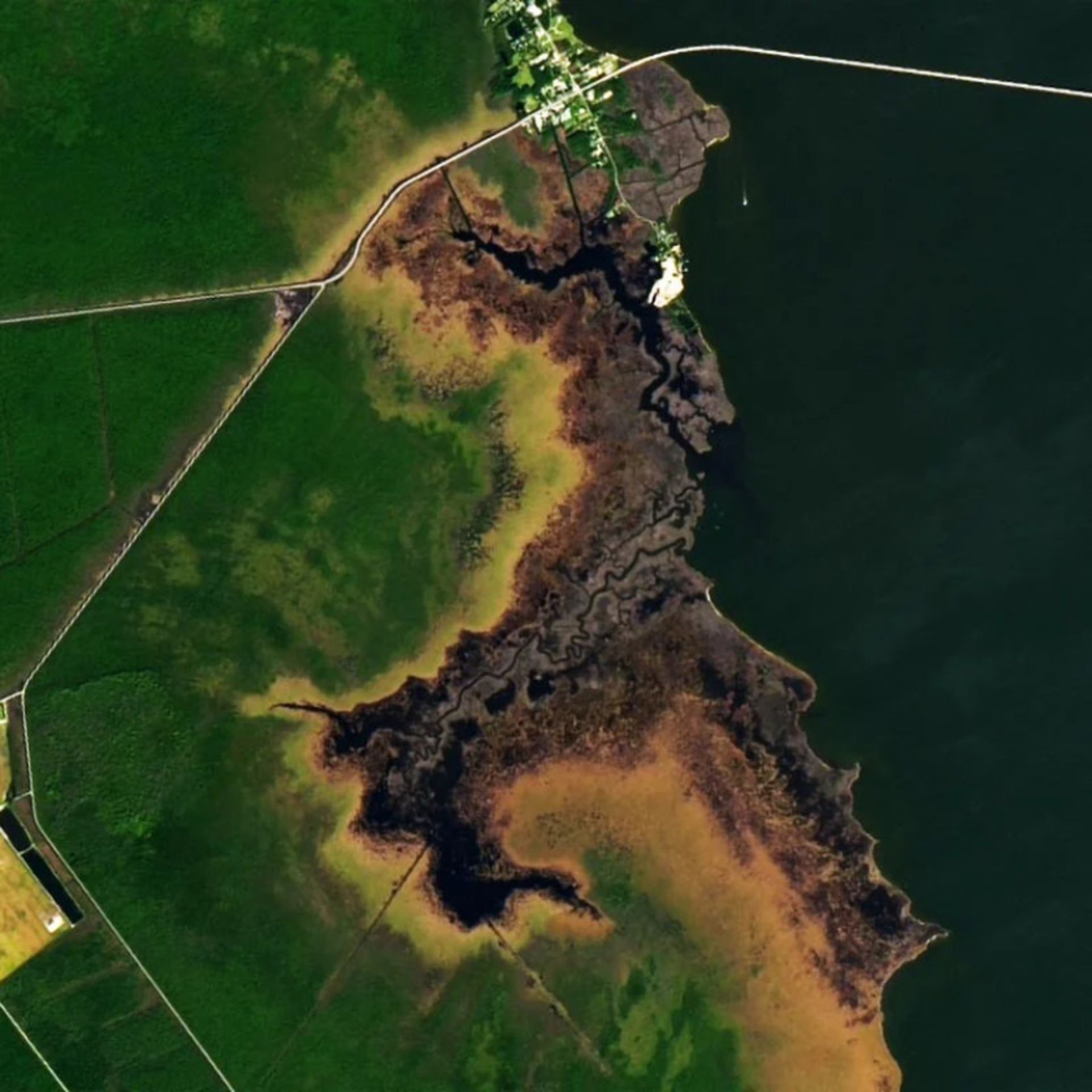 نقشه هوایی ناسا از جنگل اشباح در شبه‌جزیره آلبمارل پاملیکو در کارولینای شمالی