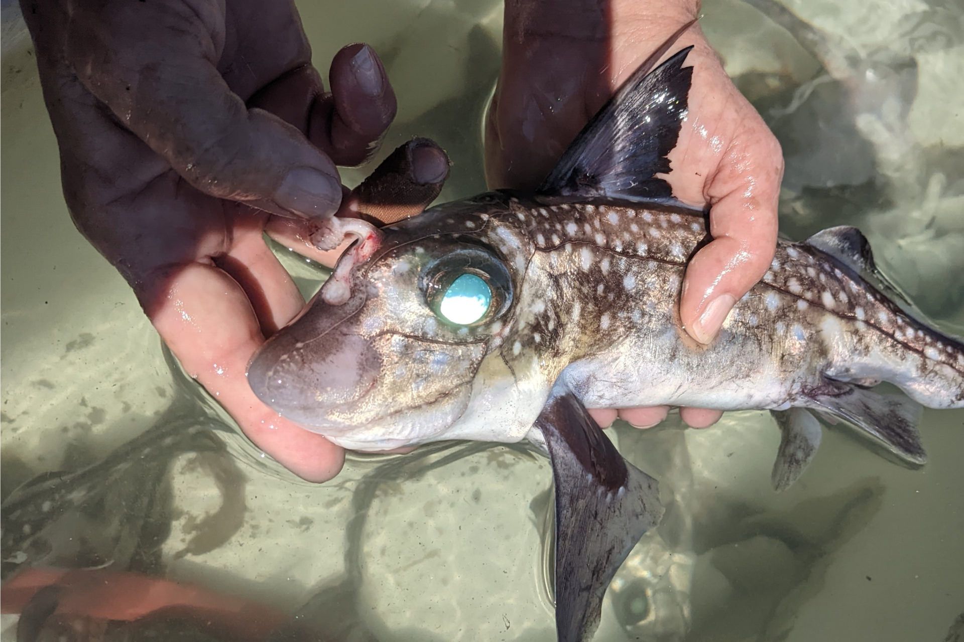 موش ماهی خال خالی نر در دست انسان