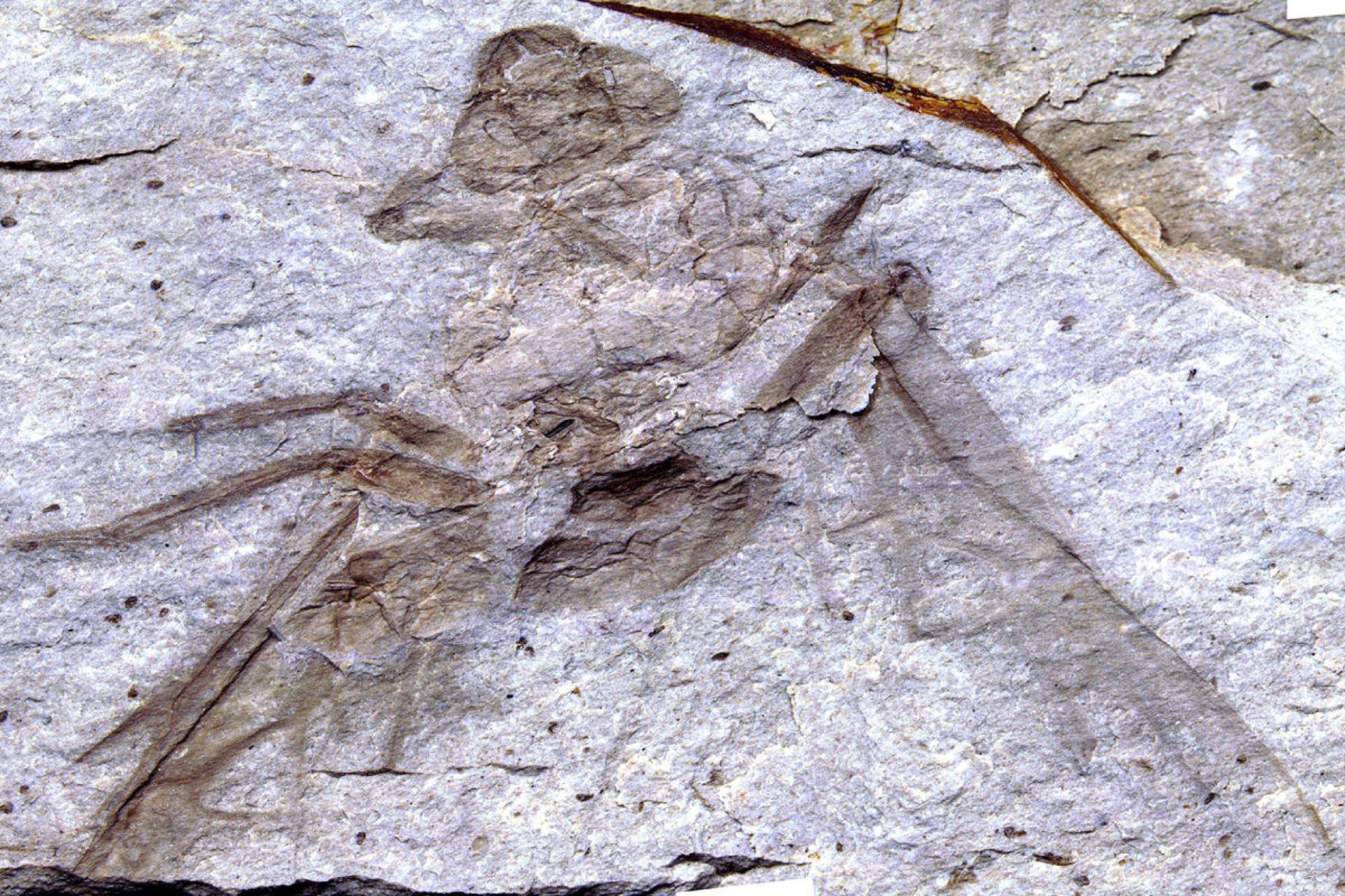 فسیل غول‌پیکر مورچه ملکه تیتانومیرما