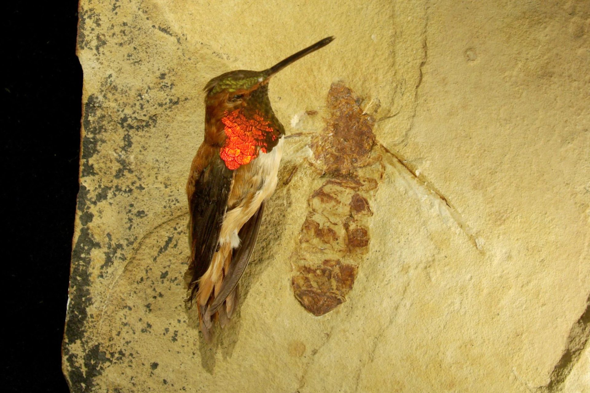 فسیل مورچه ملکه غول‌پیکر تیتانومیرا از وایومینگ در کنار یک مرغ مگس که اندازه عظیم حشره غول‌پیکر را نشان می‌دهد