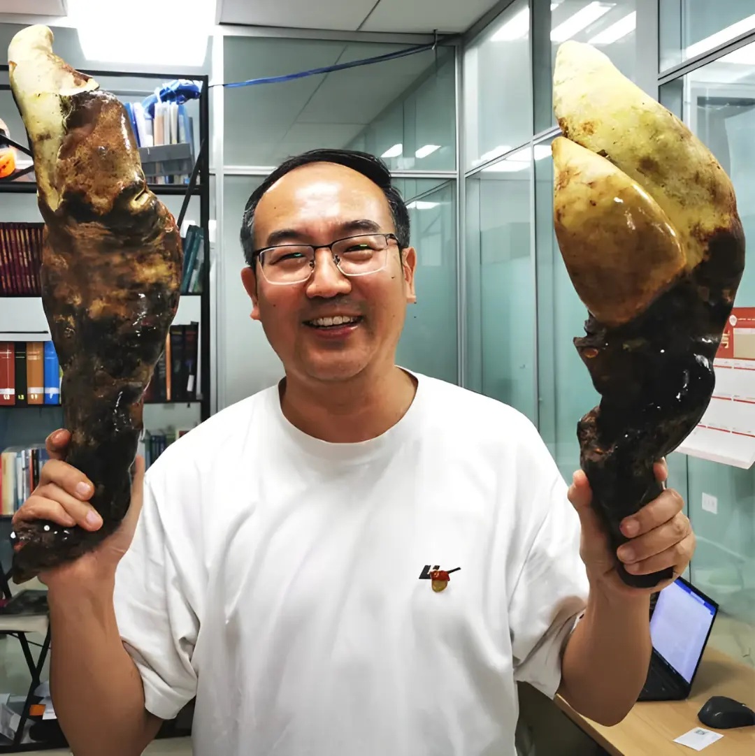 قارچ غول‌پیکر پادشاه (King Fungus) در دستان پژوهشگر در آزمایشگاه