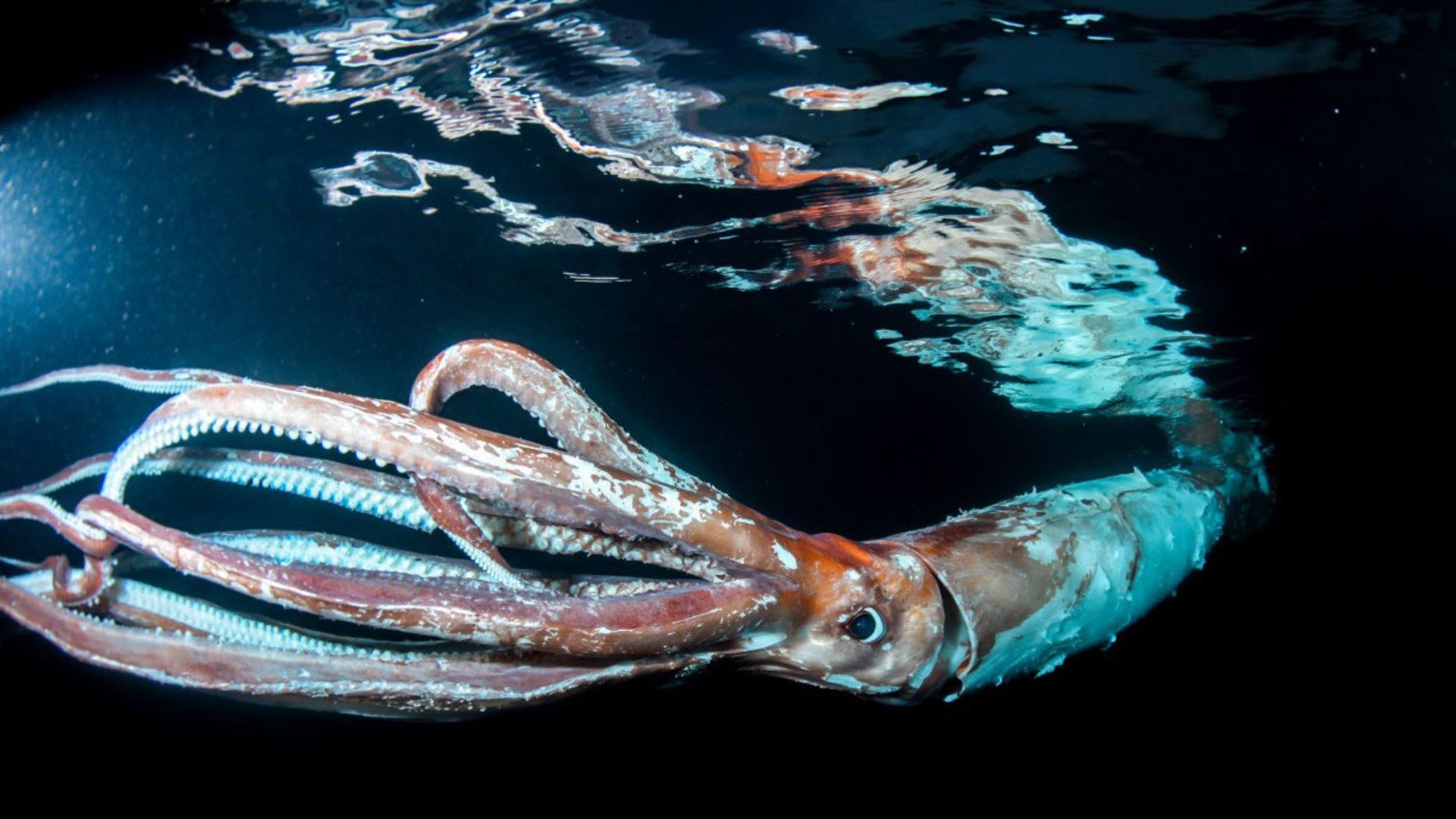 ماهی مرکب غول پیکر در دریای ژاپن