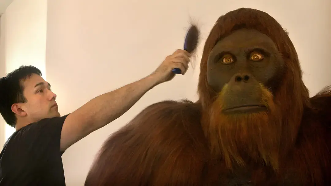 مجسمه بزرگ گیگانتوپیتکوس (Gigantopithecus) که توسط یک مرد در حال شانه کردن است