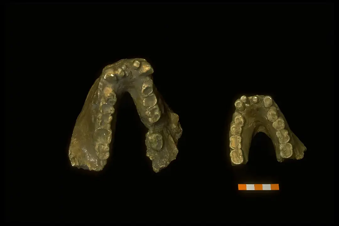 فک‌های فسیل‌شده (Fossilized) گینانتوپیتکوس (Gigantopithecus) با دندان‌های بزرگ روی پس‌زمینه سیاه