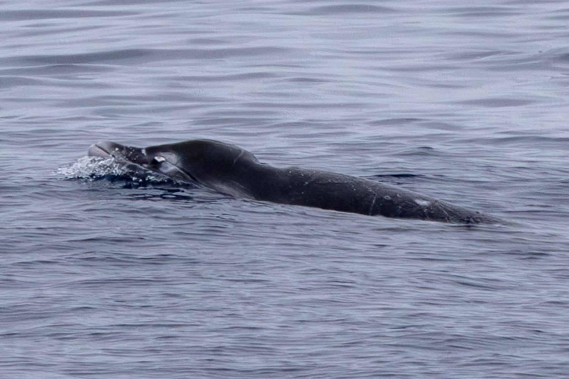 نهنگ‌ نوک‌دار  ژینکودندان