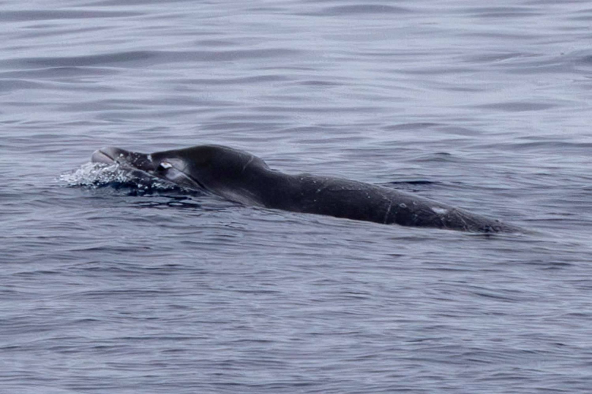 نهنگ‌ نوک‌دار  ژینکودندان