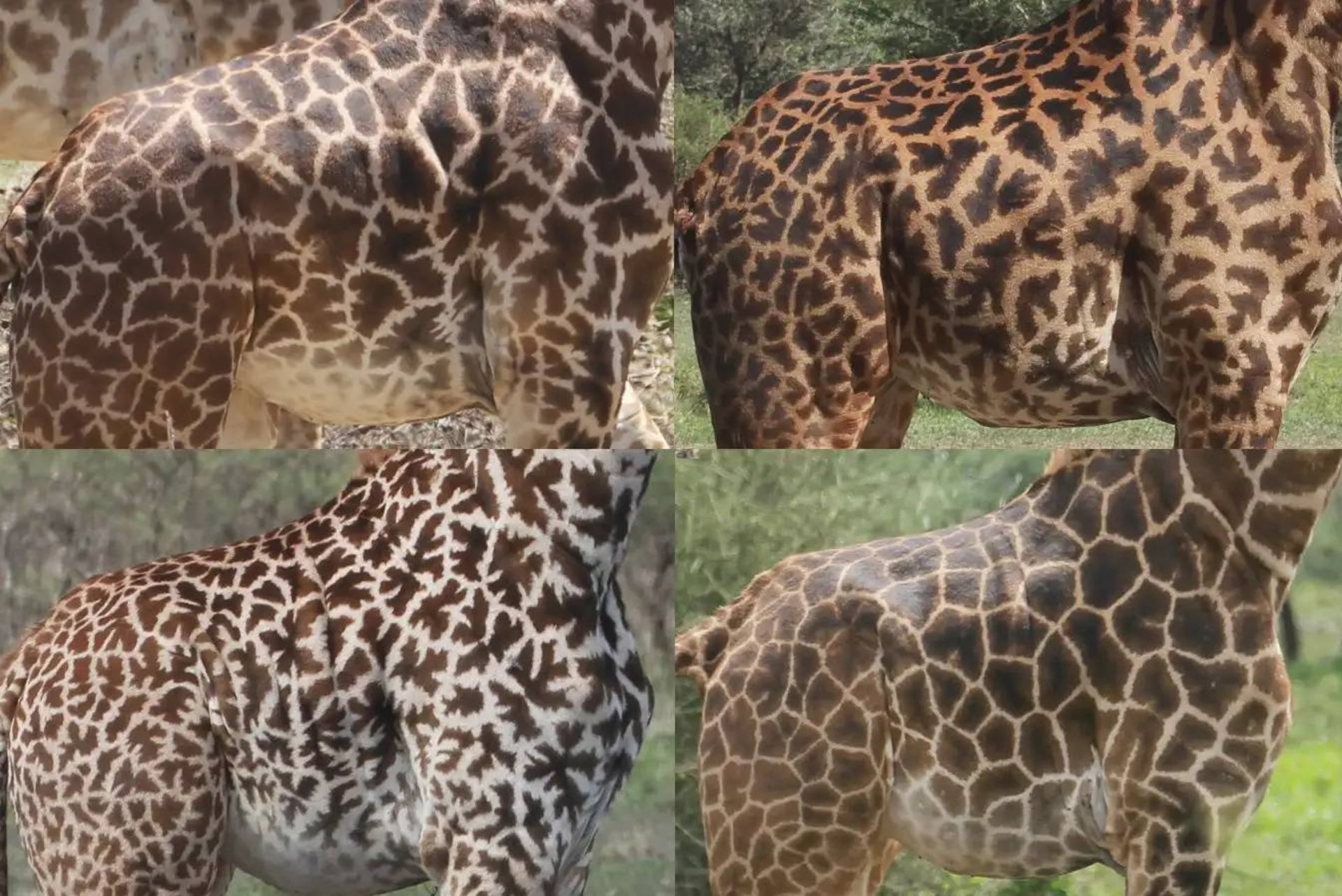 خال های زرافه