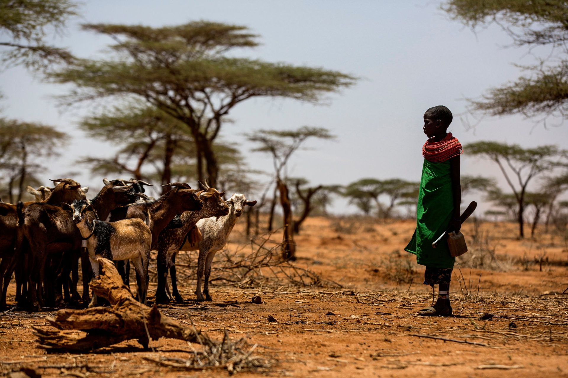 کودک آفریقایی و دام‌هایش در دشتی خشک و آفتابی در کنیا، آفریقا