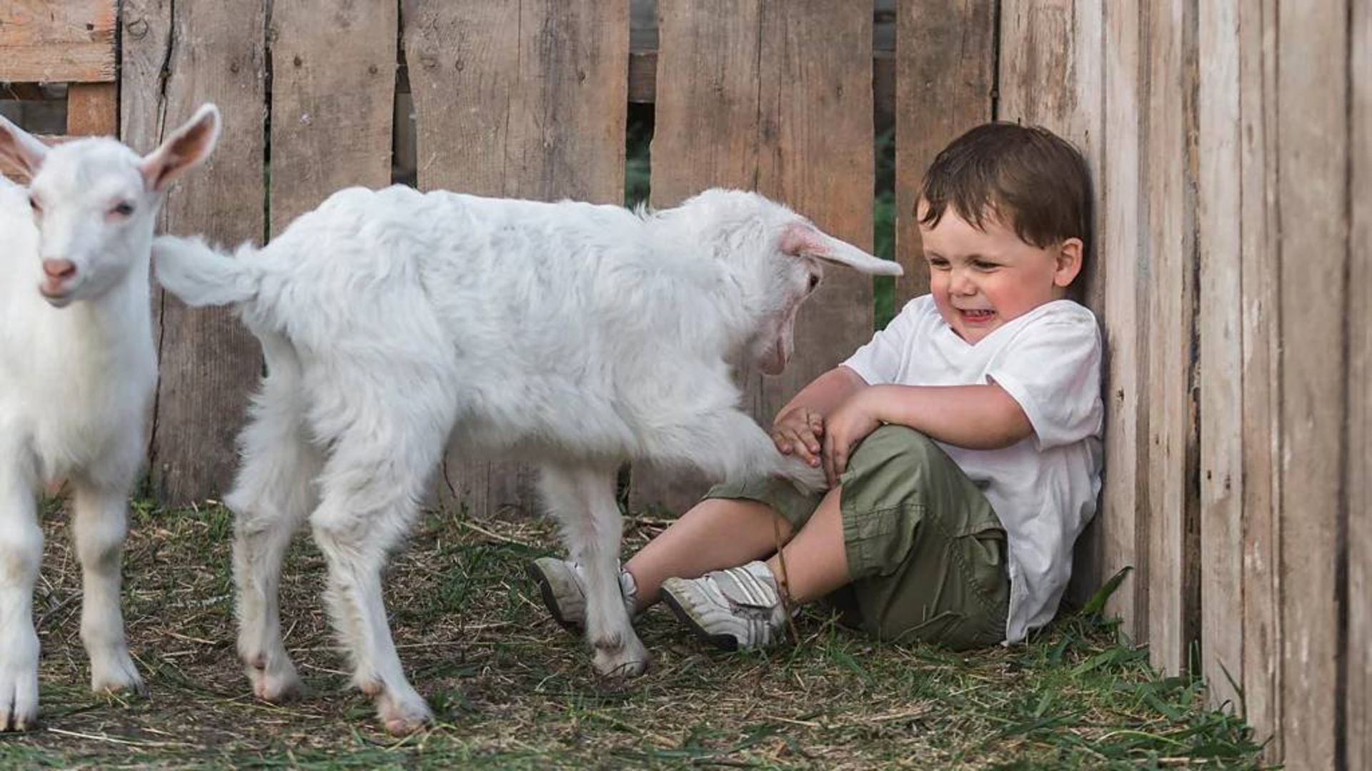 ترس کودک از بز