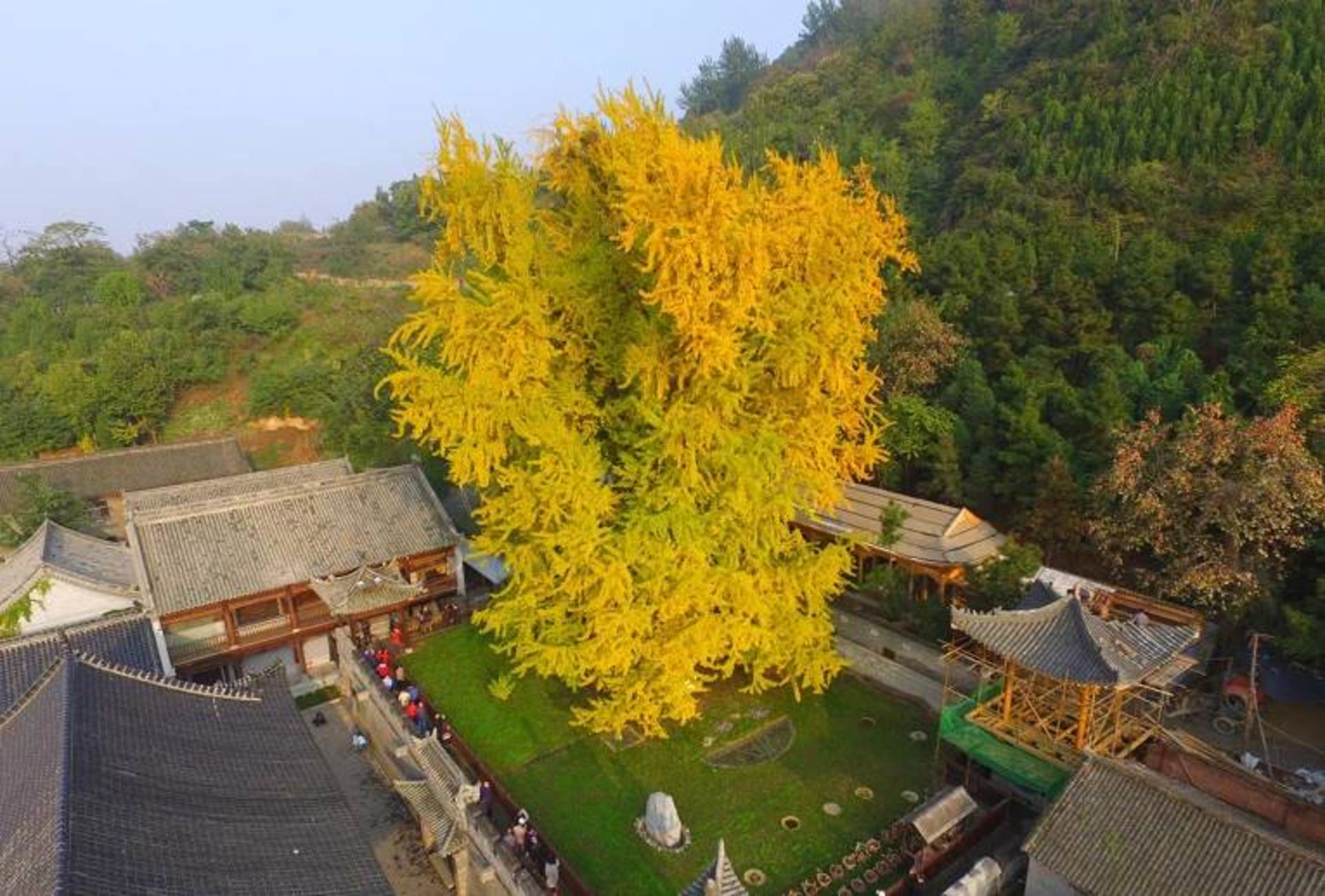 درخت باستانی کهن دار در چین