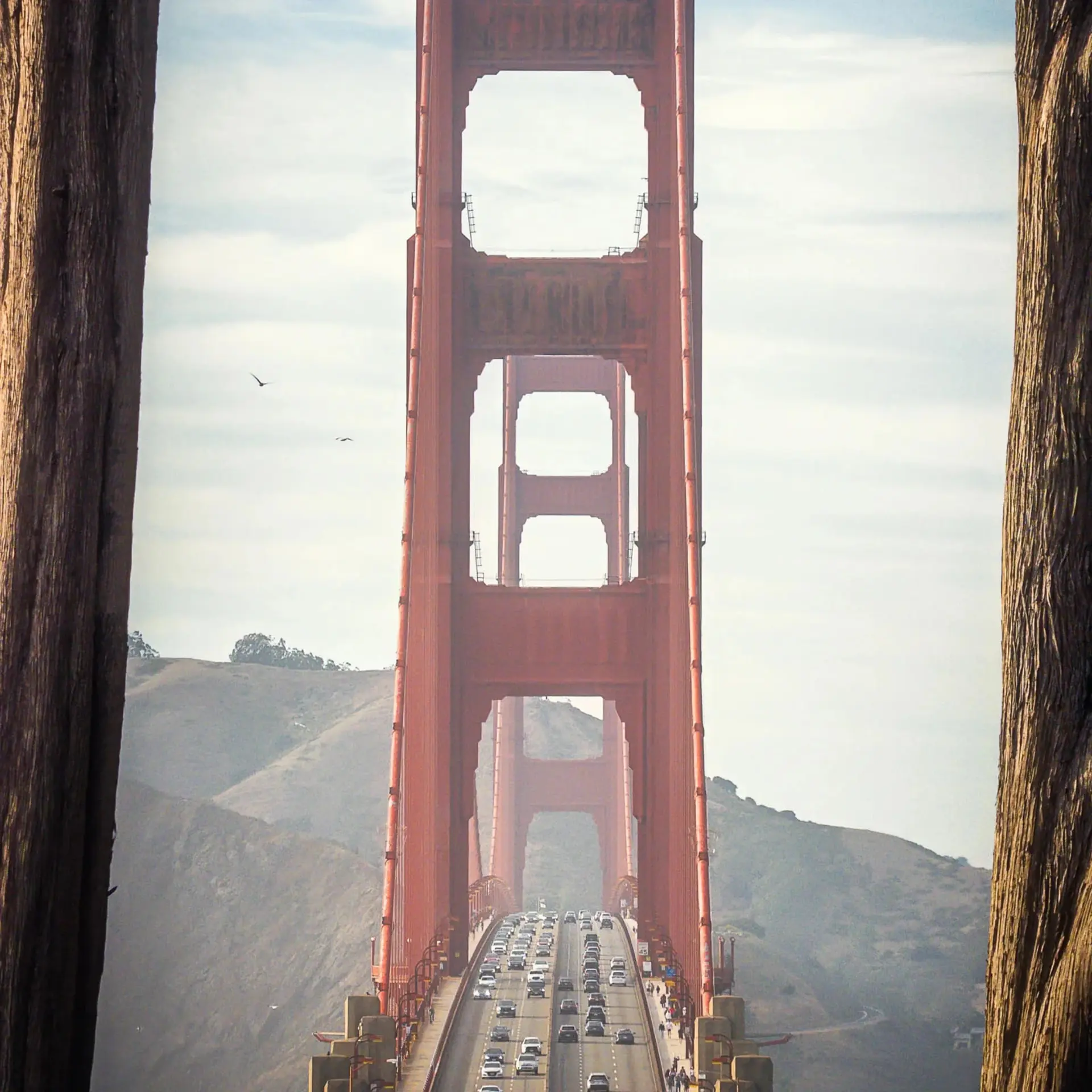 پل گلدن گیت (Golden Gate Bridge) میان دو تنه درخت در سان‌فرانسیسکو