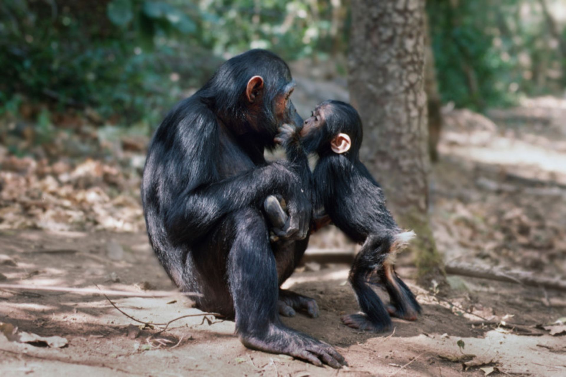 دو شامپانزه در طبیعت