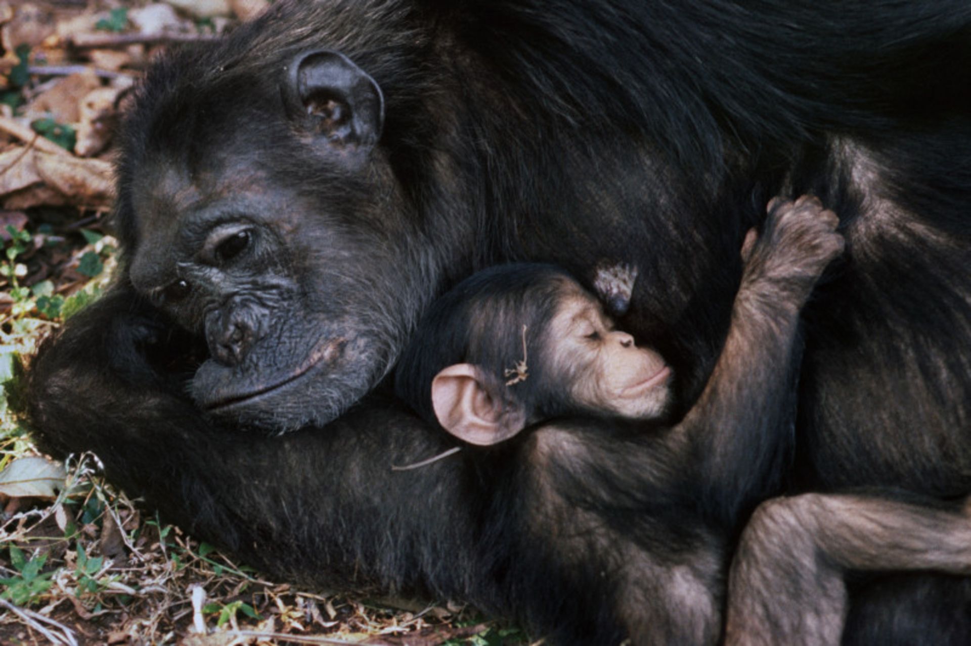 در آغپش گرفتن شامپانزه مادر و فرزند