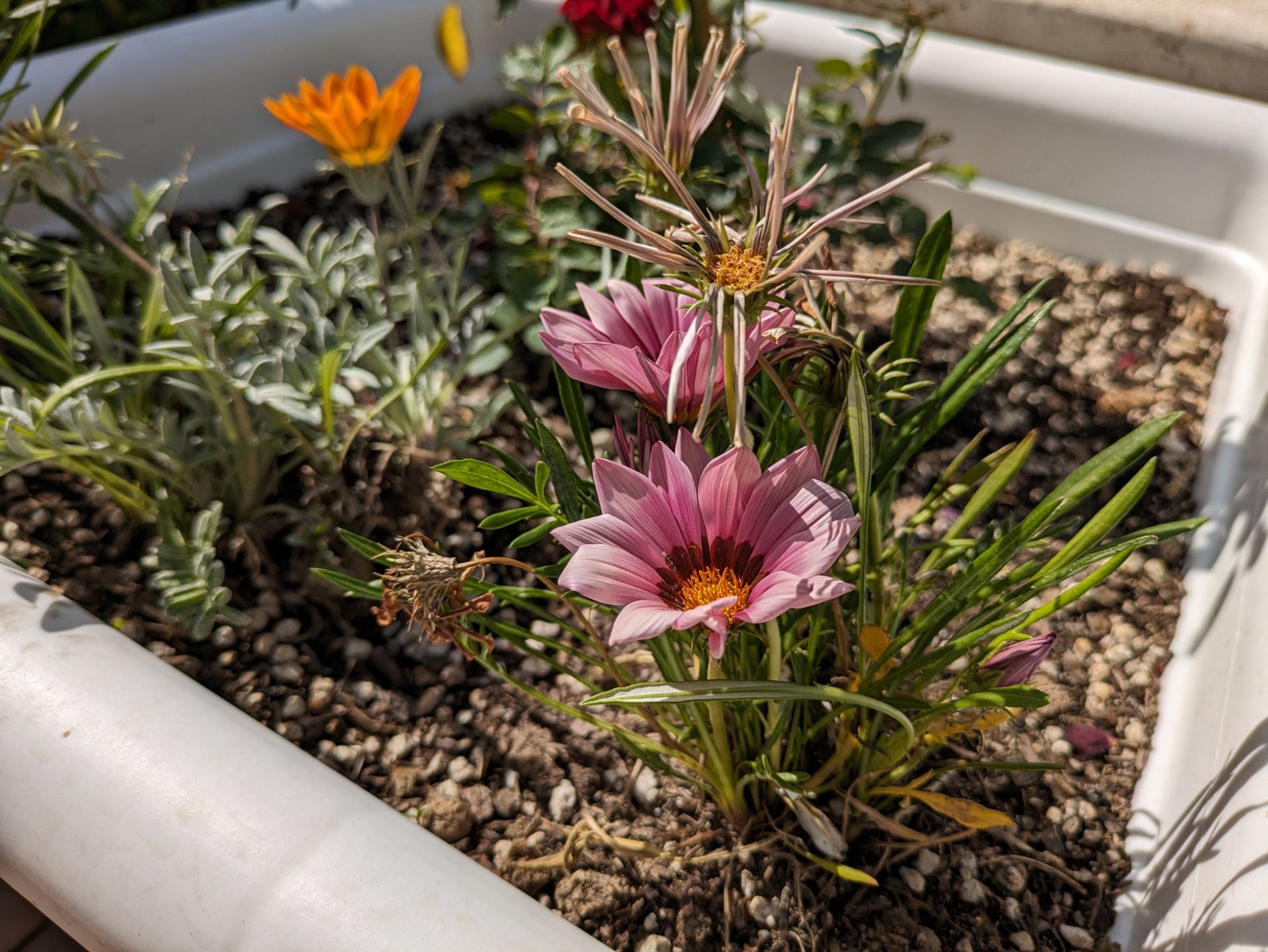 نمونه عکس دوربین اصلی پیکسل 8a در محیط روشن بیرونی از چند گل کوچک درون باغچه