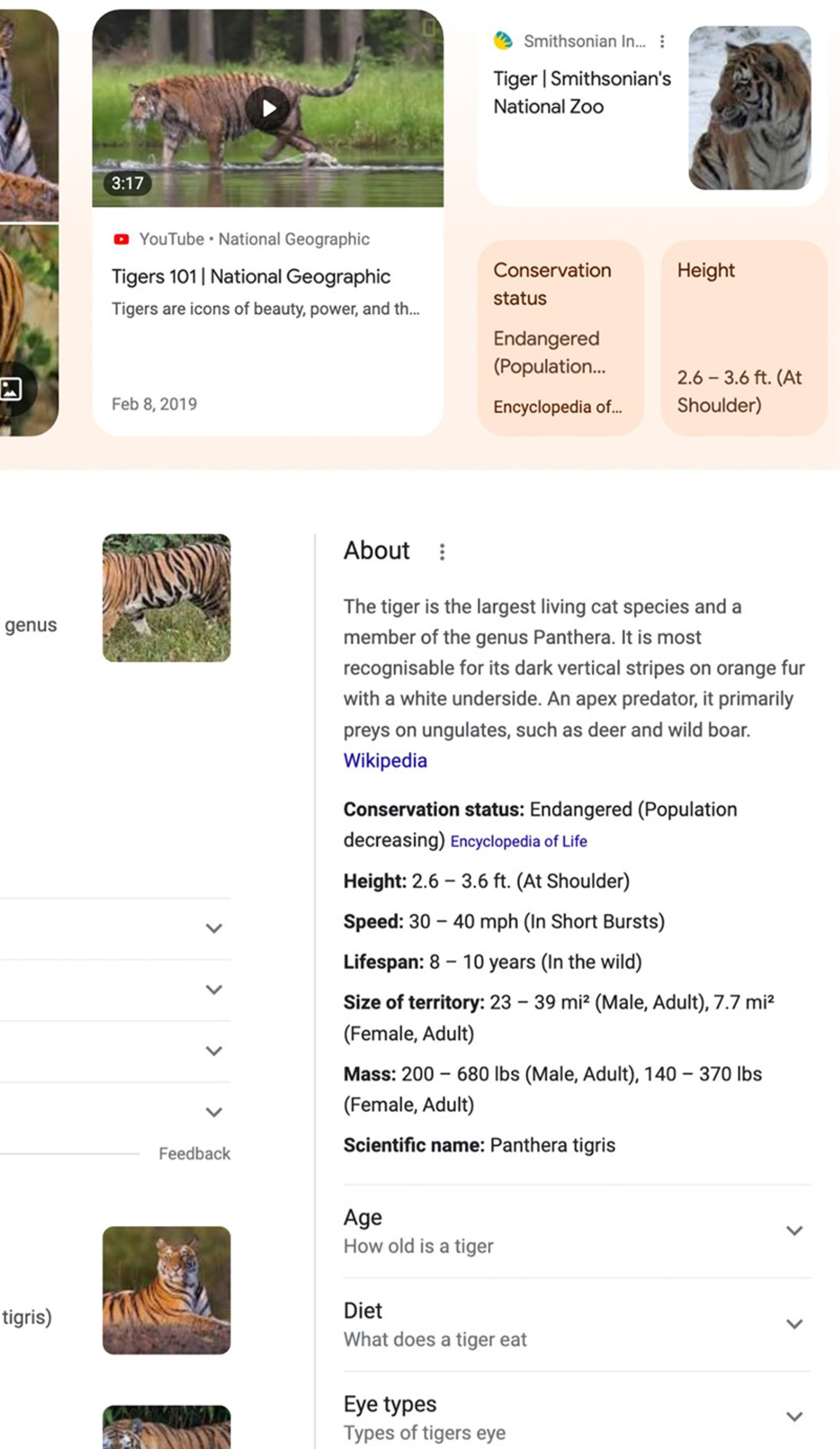جستجوی tiger در گوگل