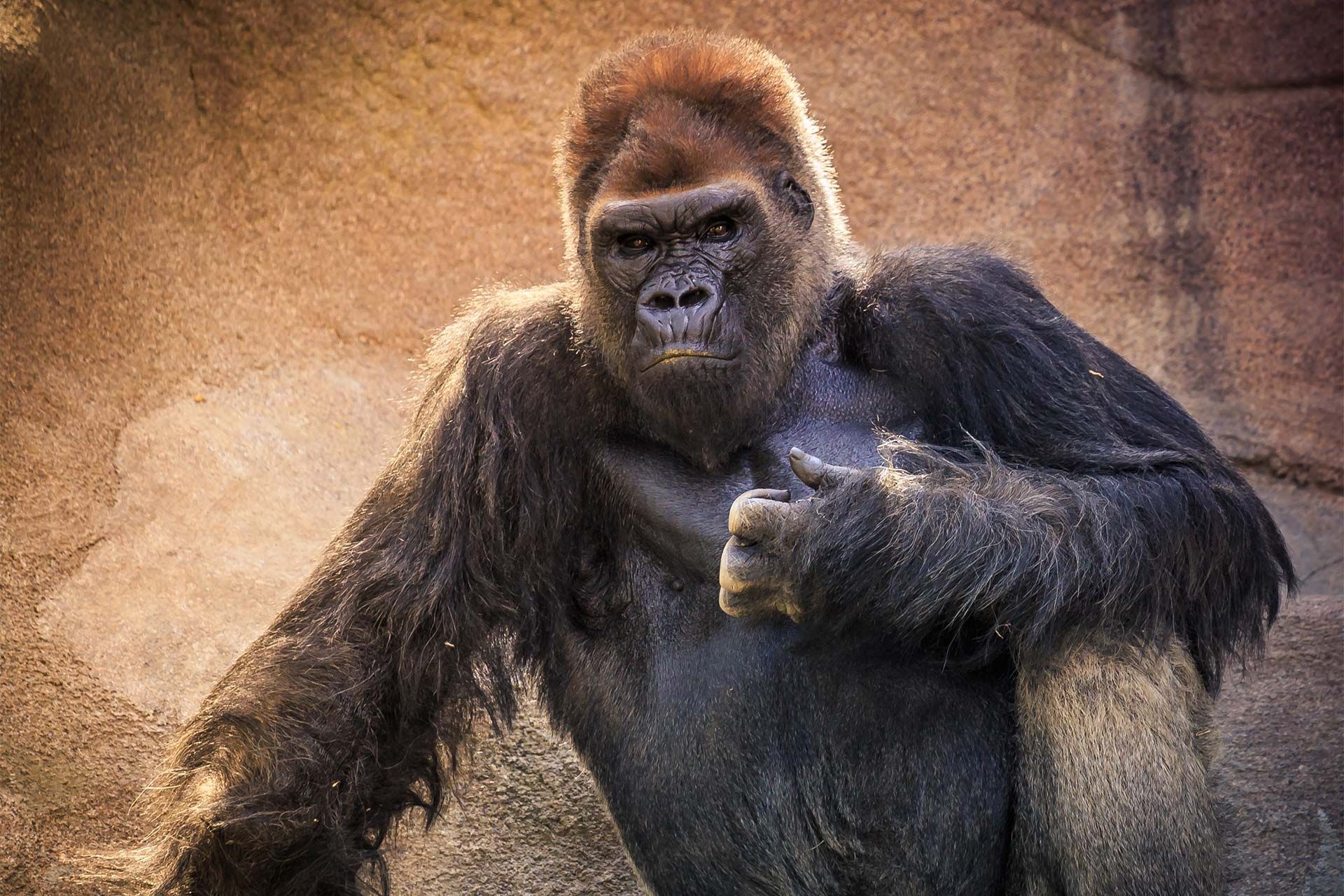 گوریلی بزرگسال روی زمین نشسته و دستش را روی پایش گذاشته است