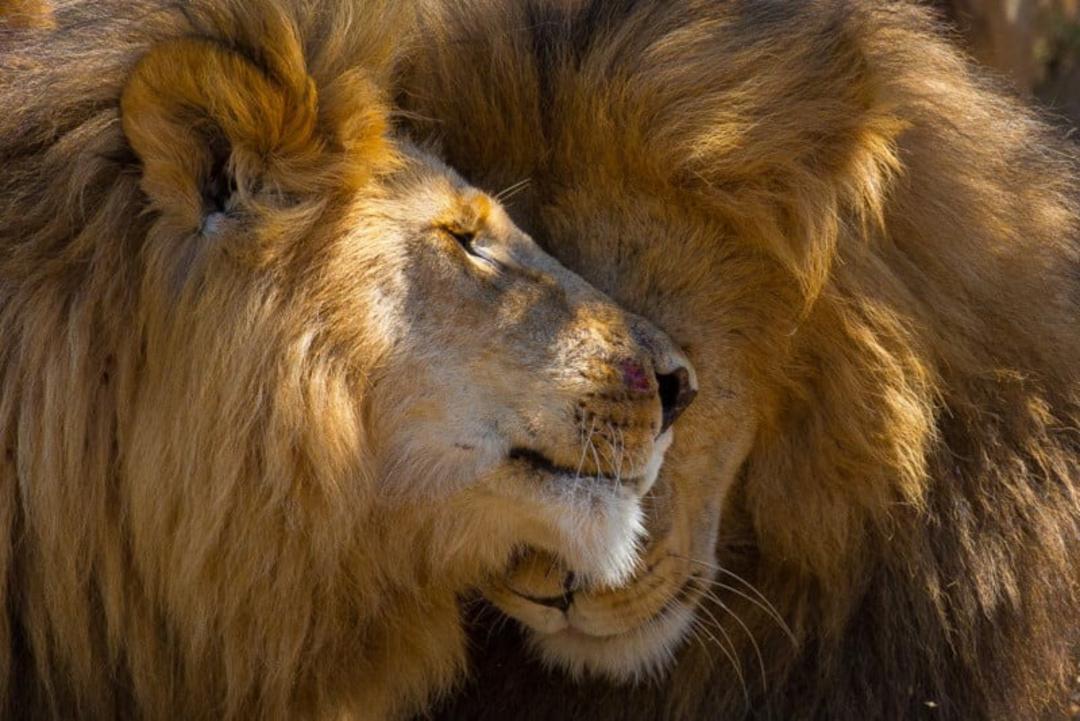 نوازش دو شیر 