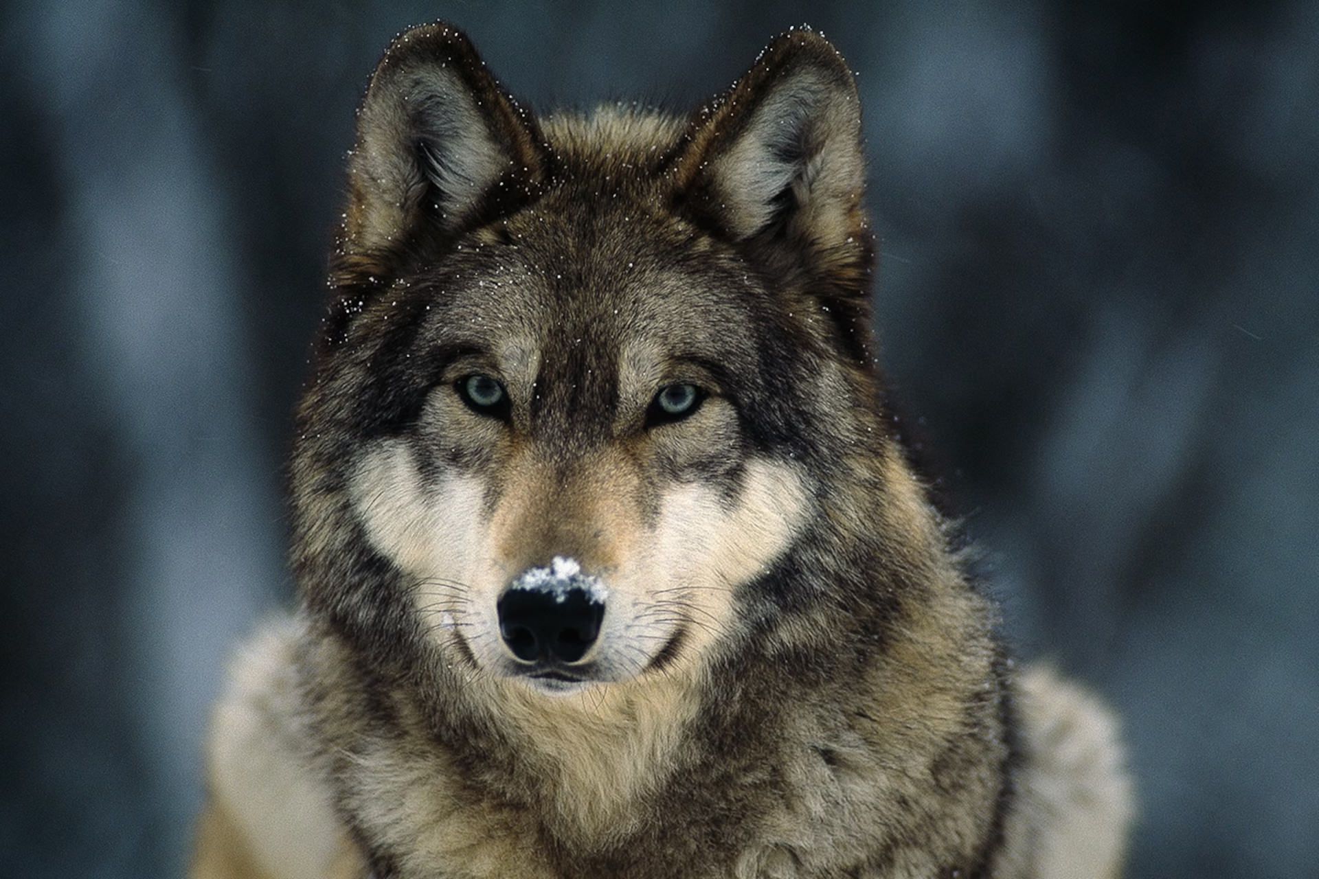 پرتره گرگ خاکستری Canis lupus با برف روی بینی و دانه‌های برف روی خز، الی، مینه سوتا، ایالات متحده آمریکا