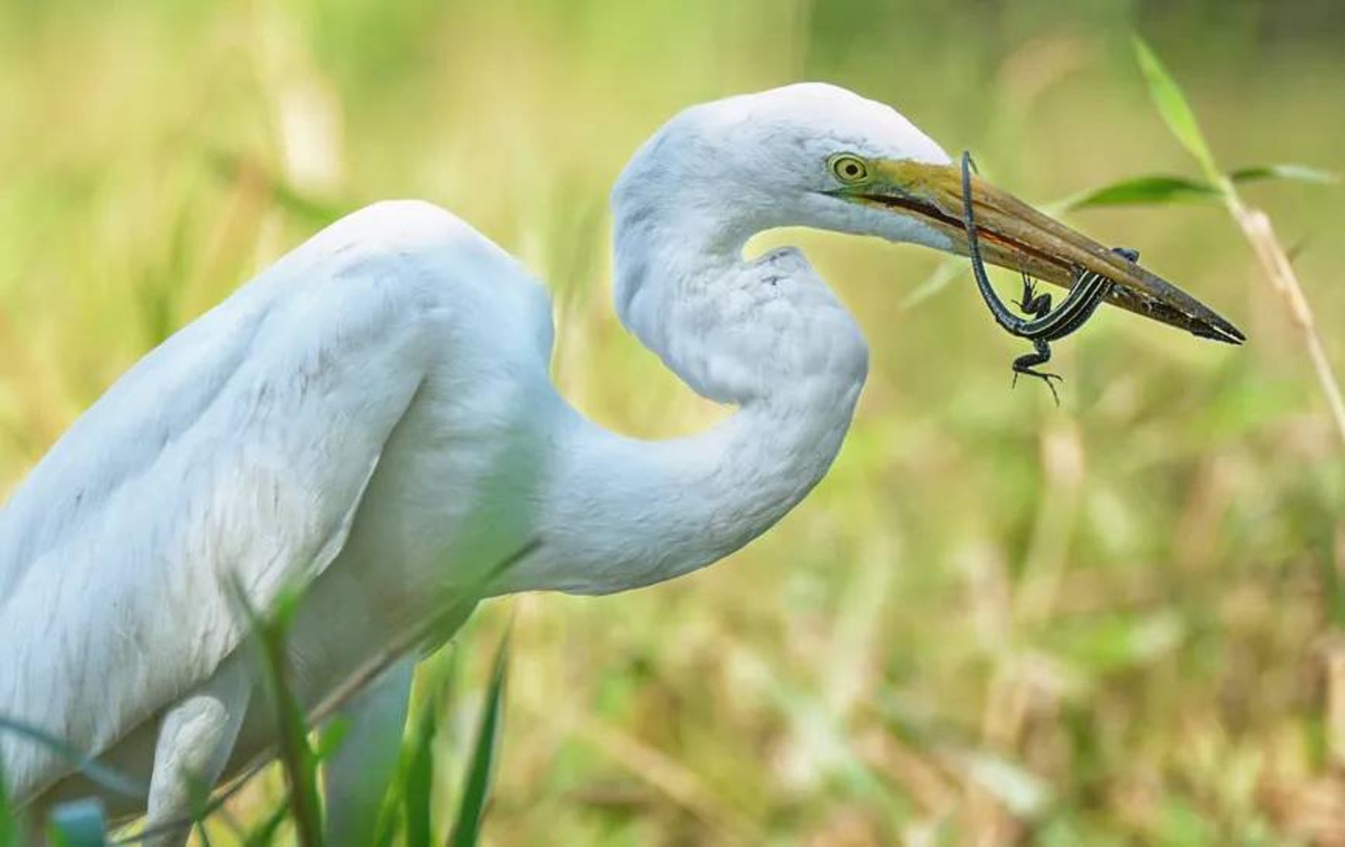 حواصیل سفید بزرگ