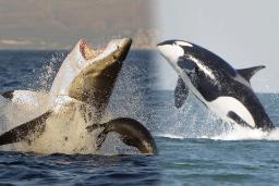 عکس تماشایی از زخم‌های عمیق کوسه‌ بزرگ سفید در نبرد با نهنگ‌های قاتل