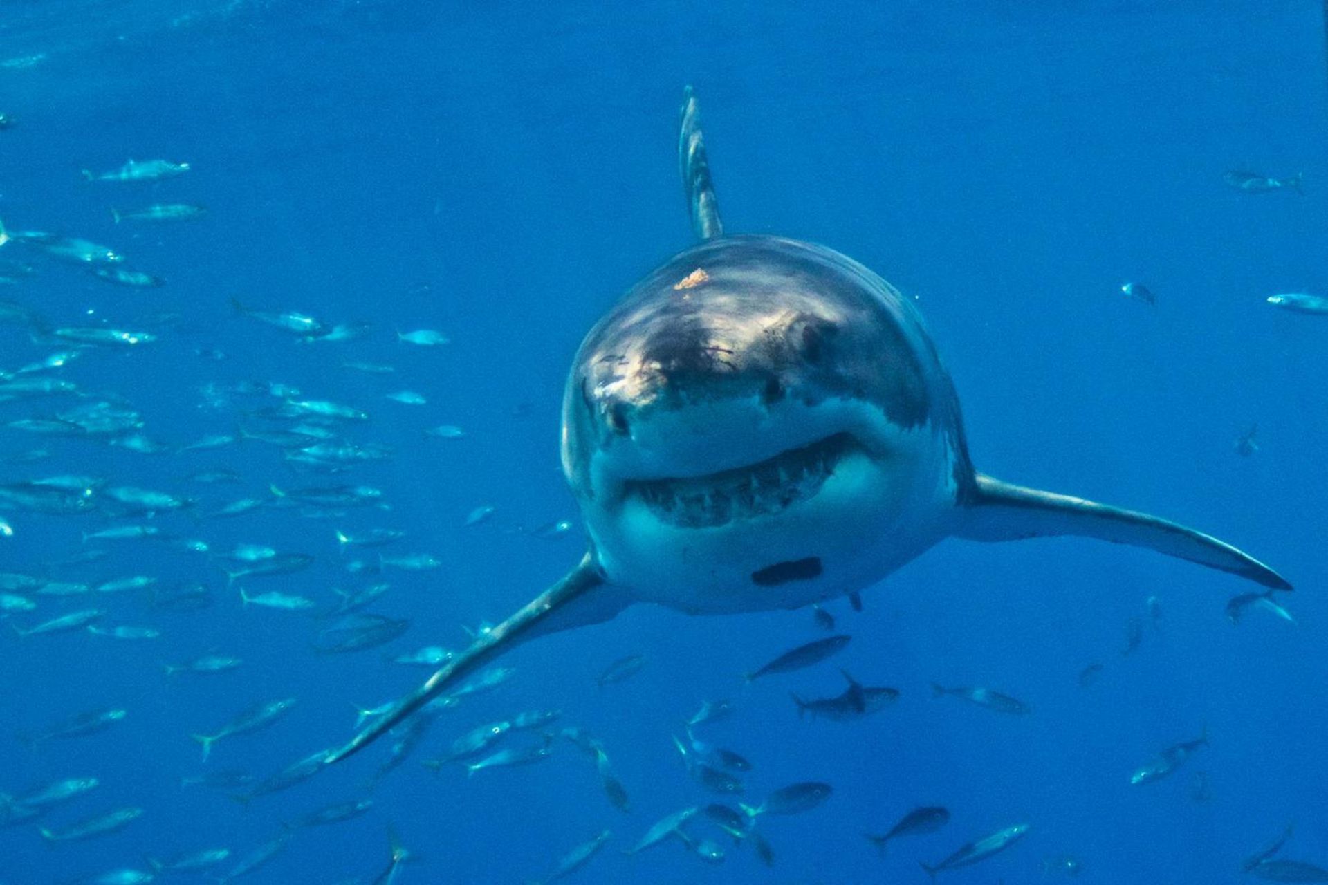 کوسه سفید بزرگ در دریای مدیترانه