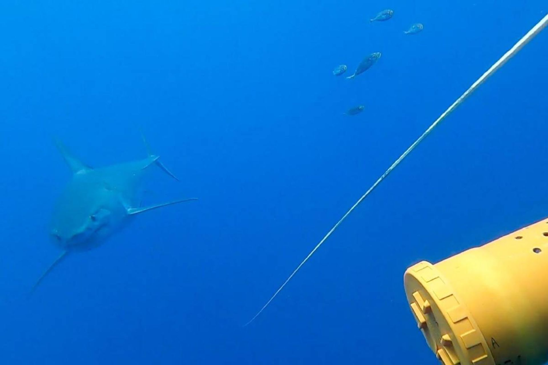 محققان از دوربین‌های زیرآبی مجهز به طعمه برای جستجوی منطقه به دنبال کوسه‌ها استفاده کردند.